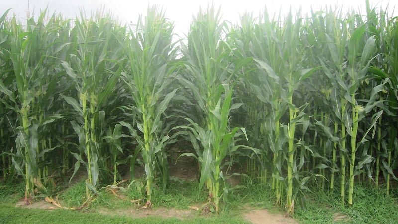 Ultimate Strat Baseball - Photo of the corn field on the Baseball Field on the Fields of Dreams Movie Site, July 2016, Wolfman Shapiro