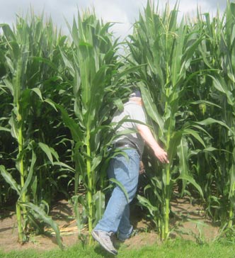 Ultimate Strat Baseball - Photo of Center Field Corn Field of the Baseball Field on the Fields of Dreams Movie Site, July 2016, with Wolfman Shapiro, photo #2